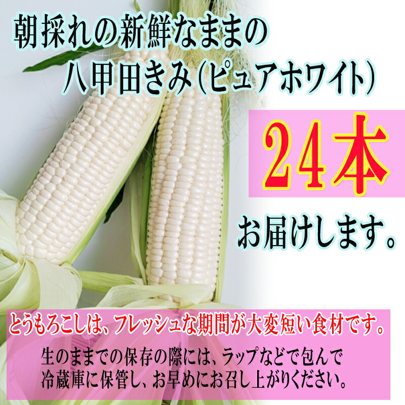 予約商品 とうもろこし 朝採り 青森県産 秀品 24本入 箱 合計10kg前後 ピュアホワイト 八甲田きみホワイト L Llサイズ 9月中旬 9月下旬発送 Rvcconst Com