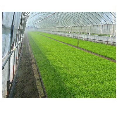 楽天市場】住化農業資材 ミストエース S54 100m巻 (ｻｲﾄﾞ灌水) 潅水