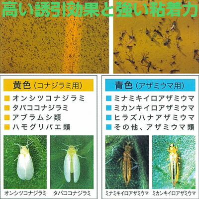 楽天市場 農薬 ホリバー イエロー 10枚 害虫モニタリング 害虫全般 コナジラミ アブラムシ ハモグリバエ アザミウマ アグリズ楽天市場店