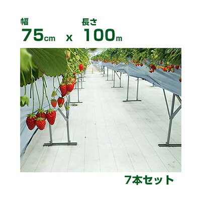 個人宅配送OK 防草シート 75cm 小泉製麻 高反射防草シート ルンルンシート 白ピカ 0.75m X 100m 7本入 高反射率 光合成促進 果実色付 遮熱 地温上昇抑制 イチゴ トマト リンゴ モモ ブドウ 果樹 61,916円