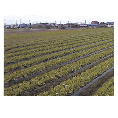 辻野プラスチックス 黒マルチ 0.03mm×135cm×100m 5本入