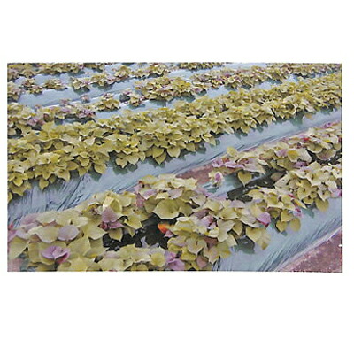 辻野プラスチックス グリーンマルチ（ダーク） 0.03mm×180cm×200m 2本入