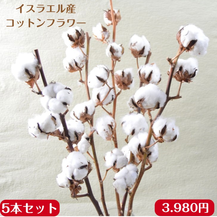 楽天市場】生花ドライ 枝もの コットン（綿 白色）1本 綿の実枝つき