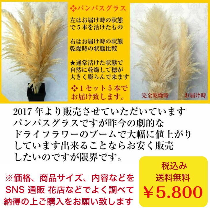 楽天市場 花 ドライフラワー パンパスグラスパンパス5本セット 送料無料 同梱不可 花工房あぐり