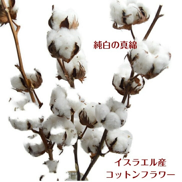 ドライフラワー素材 コットンフラワー 3本セット 選択 綿の木