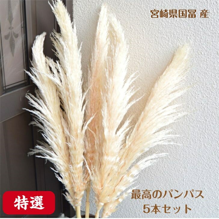 パンパスグラス・苗【エビータ】大株　７月31日更新 パンパスグラス・苗【エビータ】大株 7月31日更新