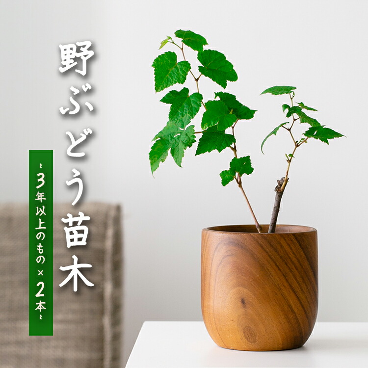 楽天市場】特良品庭木・果樹：ぶどう 葡萄（タノレッド）幻の