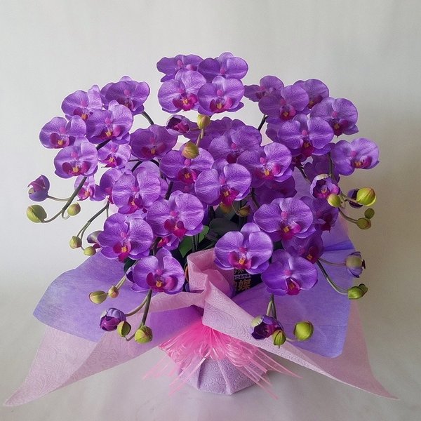 夢見鳥蘭-紫,S5F（造花）高50cm×巾40珊光触媒
