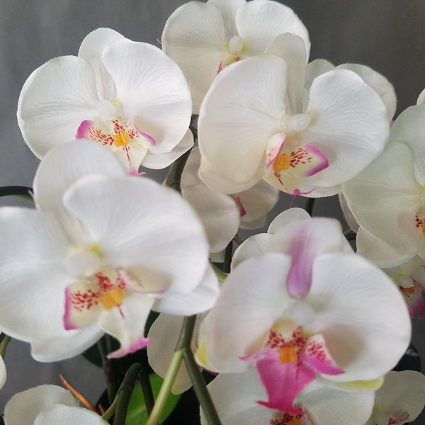 店 胡蝶蘭 白 花 観葉植物 5f高さ50cm 巾40cm造花 光触媒 愛フラワー グリーン 造花 胡蝶蘭 白 店 胡蝶蘭 白 花 観葉植物 5f高さ50cm 巾40cm造花 光触媒 愛フラワー グリーン 造花 胡蝶蘭 白