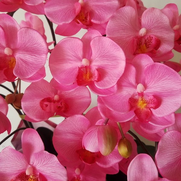 胡蝶蘭 ピンク 7f高さ70cm 巾40cm造花 光触媒 C1sign Com