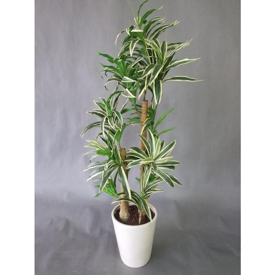 楽天市場】＼ポイント5倍／観葉植物 希少種 斑入り 大株 ドラセナ JT