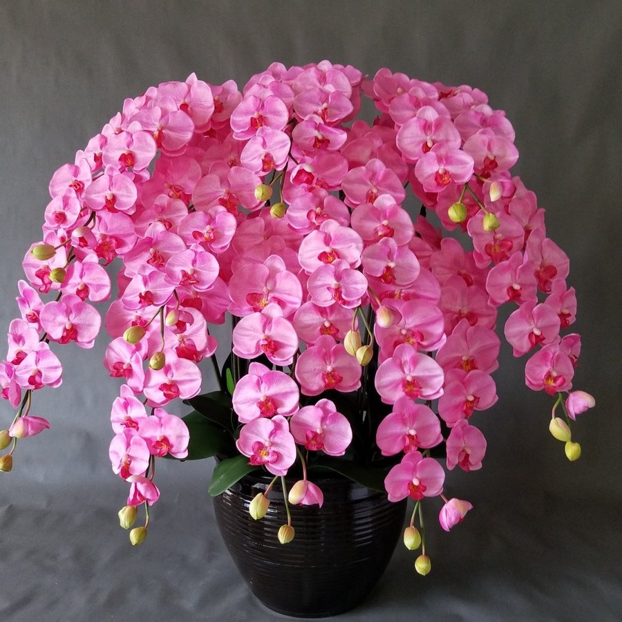 夢見鳥蘭２L・10F【高115cm×巾100糎】【造花】【光触媒】開業御祝い 開院御祝い 開店御祝い エントランス状態 差し上げ物