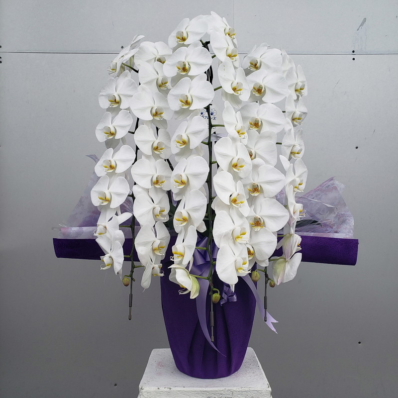 楽天市場】胡蝶蘭（生花）3本ロング・花付約50輪以上（蕾含）高90