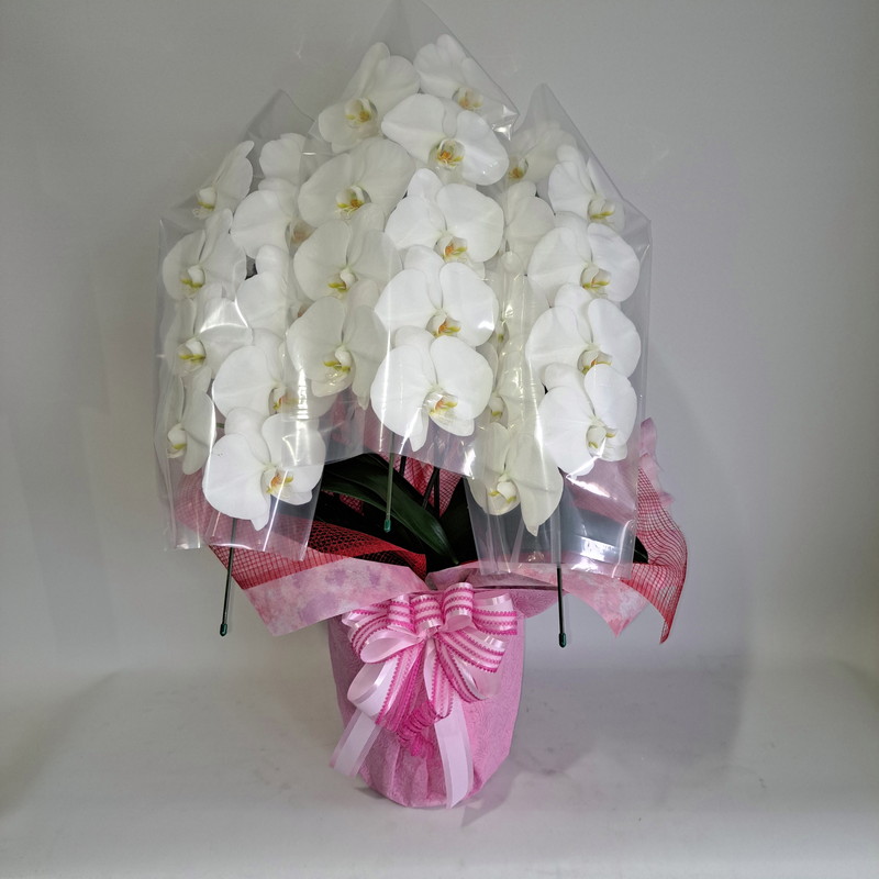 生花　胡蝶蘭　高７０幅５０　ラッピング無料　開店祝い　開院祝い　お誕生日　お祝い　ギフト　プレゼント