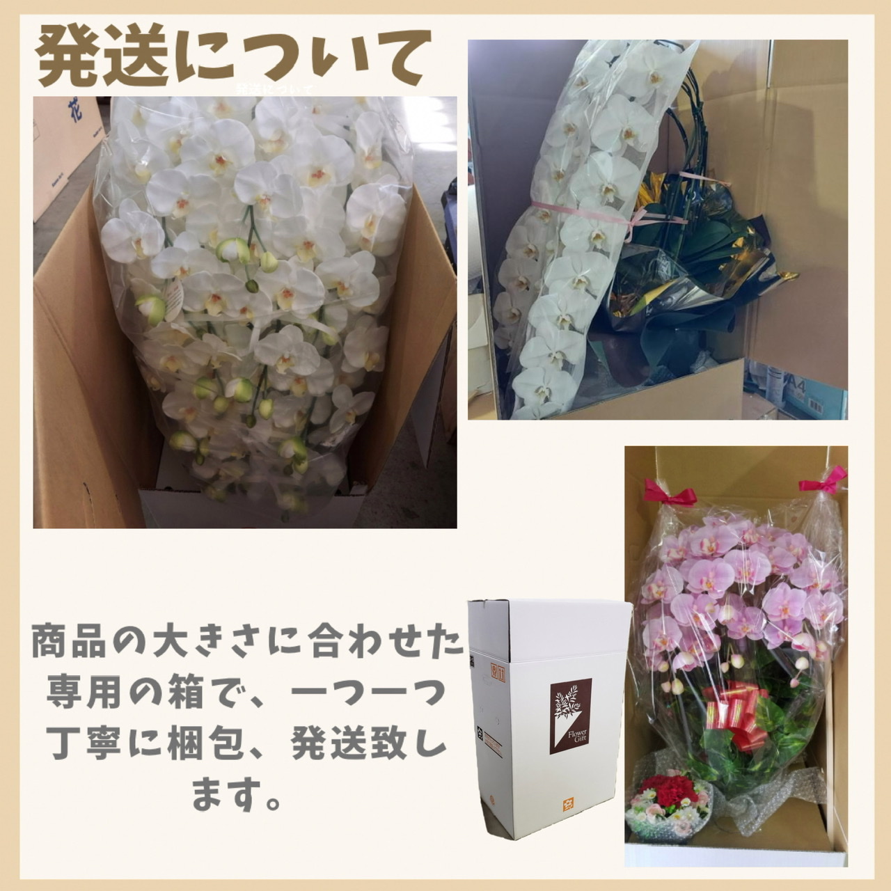 胡蝶蘭M-赤白 10F高さ80cm×巾60cm造花・光触媒 花・観葉植物