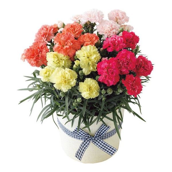 母の日専用ギフト メーカー直送 送料無料 生花 クール便の離島への配送不可 カーネーション鉢植え サキーネ 色 絆しあわせ 21年度 15 母の日 代引き後払い対応不可品 のし包装メッセージカード対応不可品 お申込日5 4まで 母の日 21 プレゼント ギフト 花