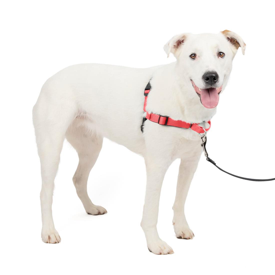 PetSafe（ペットセーフ） 犬用 引っ張り防止ハーネス デラックスイージーウォークハーネス ローズレッド×ブラック M/Lサイズ