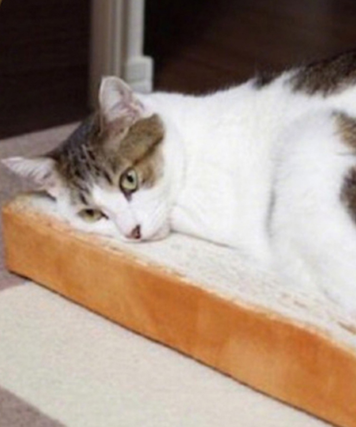 楽天市場 特別セール ペットクッション ネコ 犬 ペットベッド おしゃれ ふわふわ ペットソファー 猫用 犬用 マット 柔らかい パン型 食パン型 39 3 38 6cm ラッピング不可 Aimoha