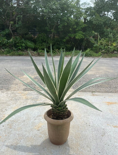 12号 斑入り リュウゼツラン アガベ 白閃光 アンガスティフォリア