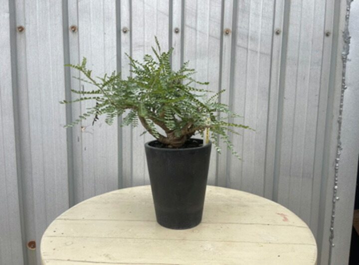 楽天市場】コーデックス：ボスウェリア ネグレクタ*幅25cm 現品 一品