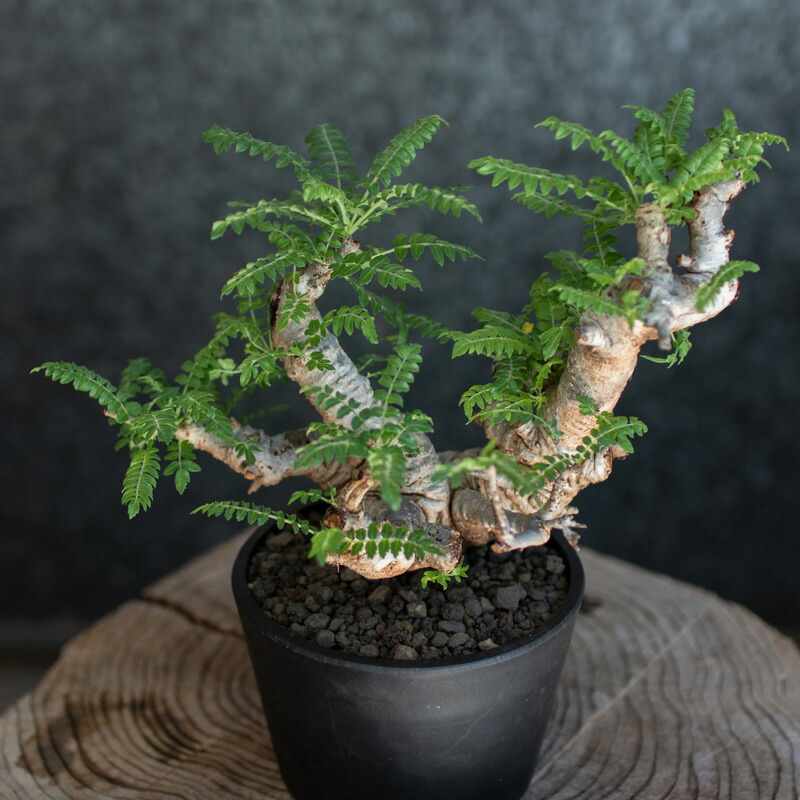 楽天市場】コーデックス：ボスウェリア ネグレクタ*幅25cm