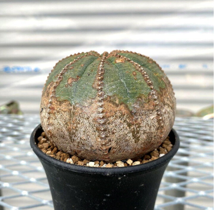 楽天市場】Euphorbia ユーホルビア 亀甲オベサ 管理方法付き2号鉢