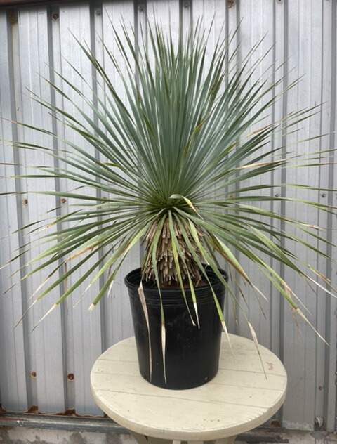 楽天市場】【一点もの】ユッカ ロストラータ 10号 1.1m(鉢底から) 幅