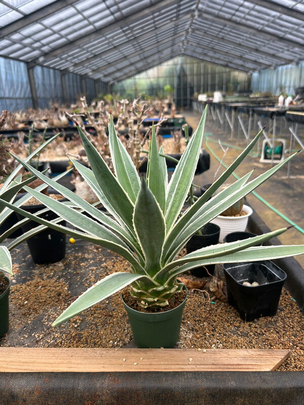 特大★ハクセンコウ 楽天市場】[ アガベ ハクセンコウ 白閃光 竜舌蘭 Mサイズ @10000] 塊根