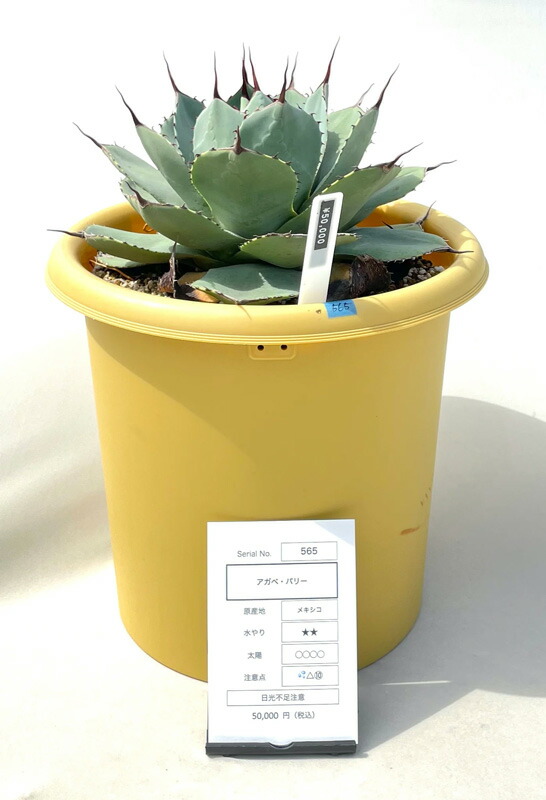 楽天市場】アガベ（トルンカータ） 8号 ポット苗 1鉢 アガベ・パリー