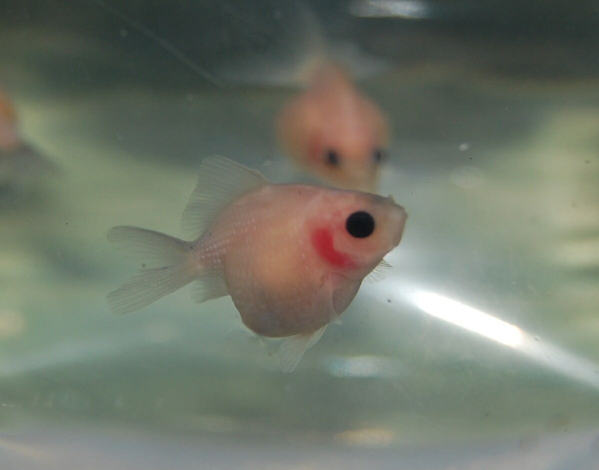 ピンポンパール 金魚 生体 5匹 アイム