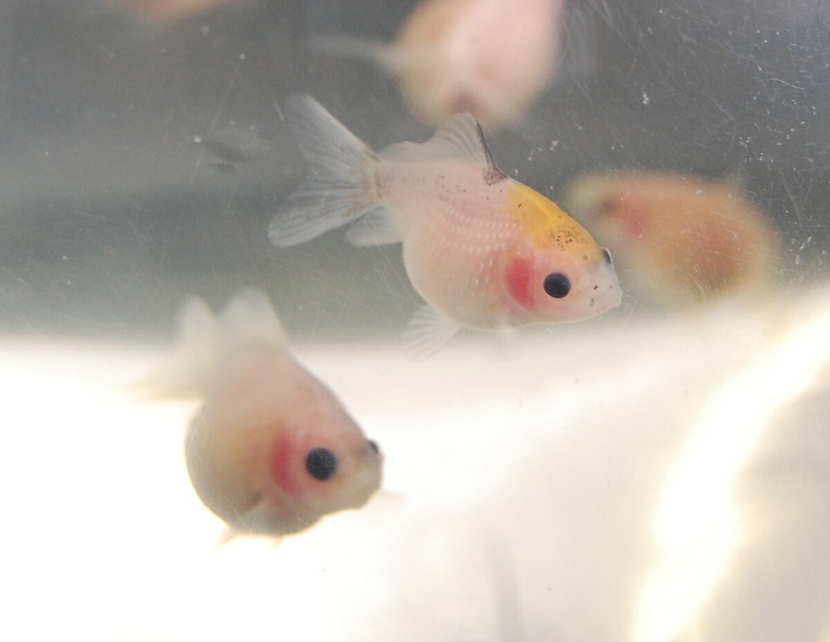ピンポンパール 金魚 生体 5匹 アイム