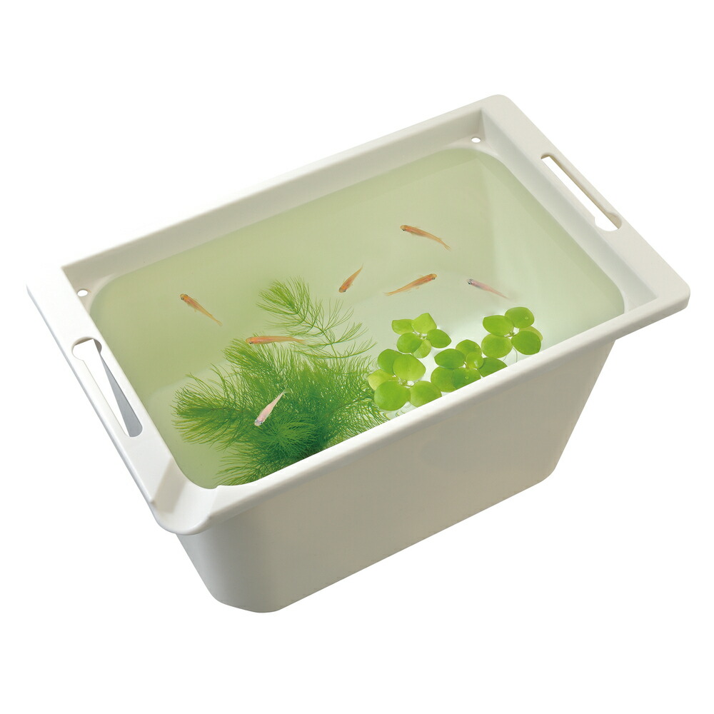 メダカ 飼育ケース 36㍑x3個 3色有り オーバーフロー加工付 金魚飼育容器 五色アクア メダカ飼育ケース 36㍑ 三色有り オーバーフロー