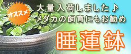 楽天市場】 園芸・ガーデニング > 鉢・プランター > 睡蓮鉢 : アイム