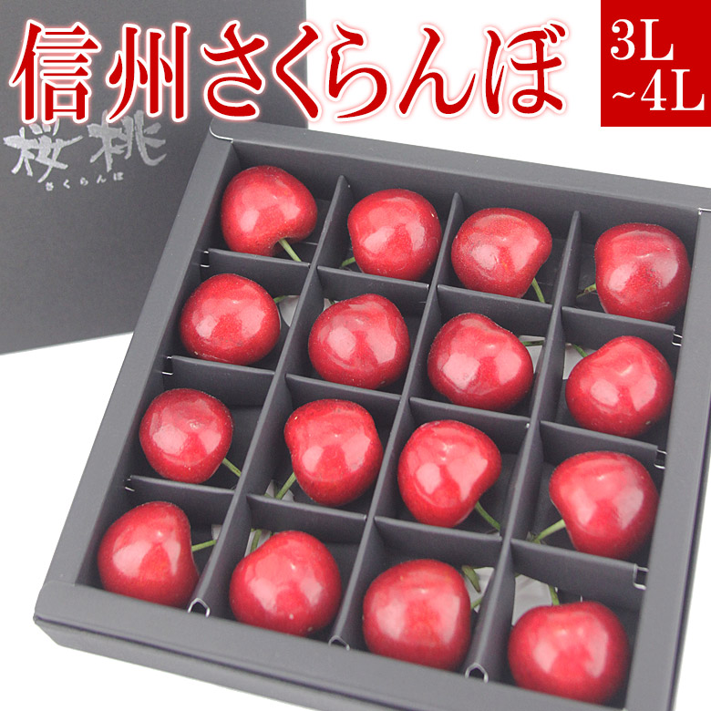 信州さくらんぼ（佐藤錦 または 紅秀峰）3L～4L 16粒 長野産 フルーツ ギフト お中元 夏ギフト 父の日 詰め合わせ プレゼント 手土産 お誕生日 お祝い 内祝い 出産内祝い 婚礼内祝い 贈り物 お礼 御見舞 退院祝い 快気祝い 景品 果物 お返し お供え お供え物 法事 法要