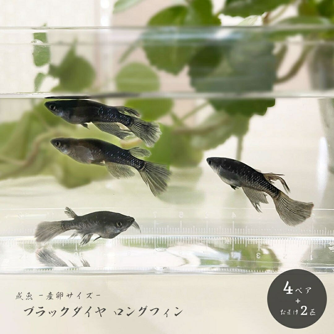 楽天市場】鯉 養殖 産卵床 産卵用 魚 繁殖ブラシ 5個セット 錦鯉 隠れ