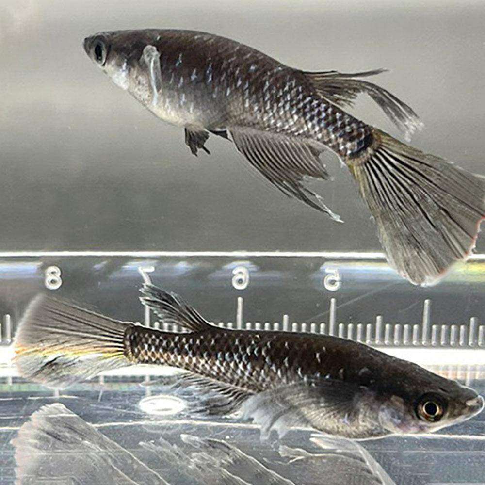 メダカ ブラックダイヤロングフィン 成魚 松井ヒレ長 オロチラメ 水槽 ダイヤモンド 固定率 お手入れ アクアリウム 黒 4ペア 保証2匹 オロチ タマゴ フィン ラメ 超極上 サタン 泳ぐ宝石 産卵サイズ 厳選種 交配 ヒレ長 隔離
