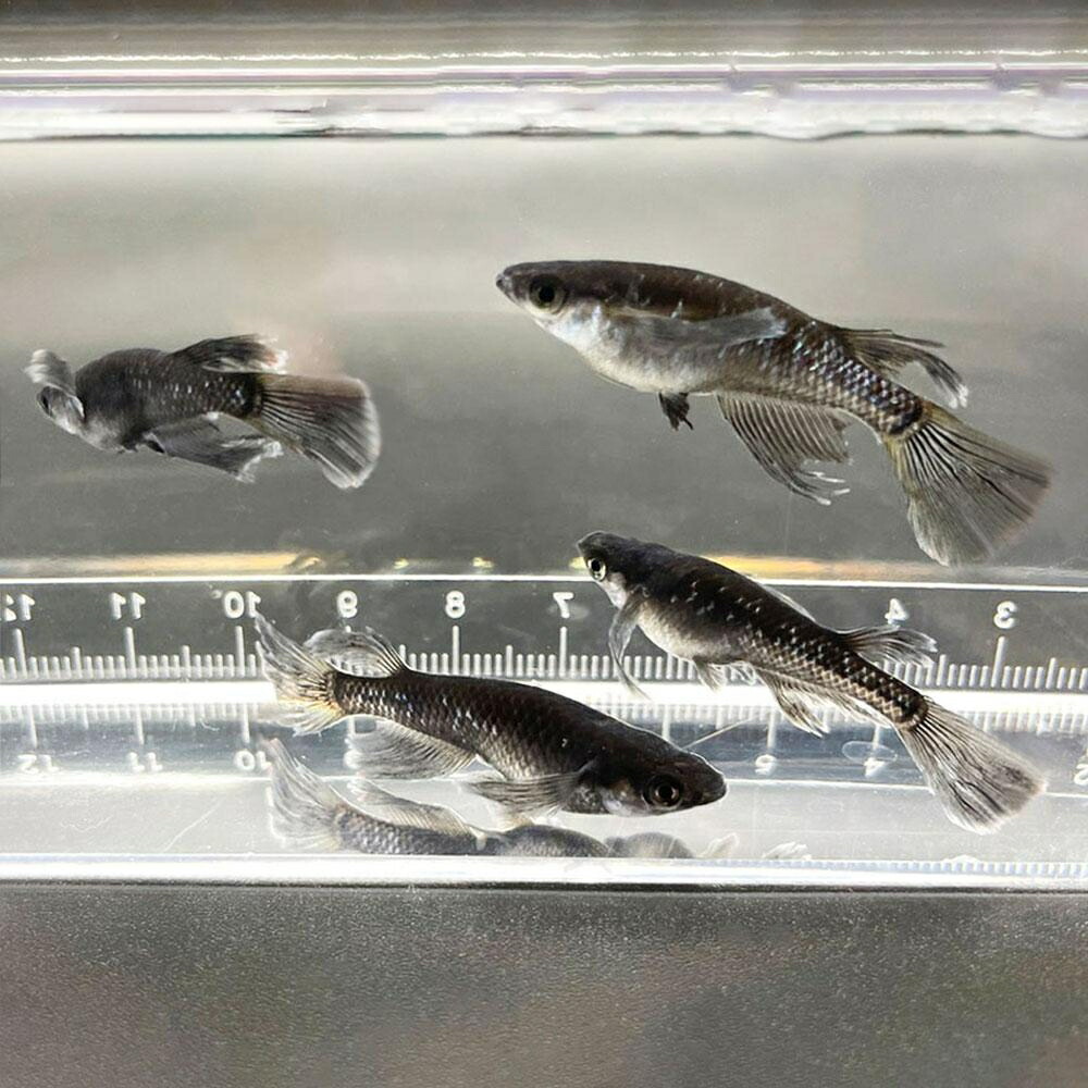 メダカ ブラックダイヤロングフィン 成魚 松井ヒレ長 オロチラメ 水槽 ダイヤモンド 固定率 お手入れ アクアリウム 黒 4ペア 保証2匹 オロチ タマゴ フィン ラメ 超極上 サタン 泳ぐ宝石 産卵サイズ 厳選種 交配 ヒレ長 隔離