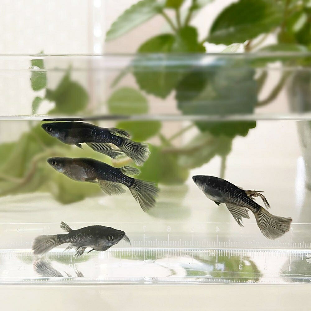 メダカ ブラックダイヤロングフィン 成魚 松井ヒレ長 オロチラメ 水槽 ダイヤモンド 固定率 お手入れ アクアリウム 黒 4ペア 保証2匹 オロチ タマゴ フィン ラメ 超極上 サタン 泳ぐ宝石 産卵サイズ 厳選種 交配 ヒレ長 隔離