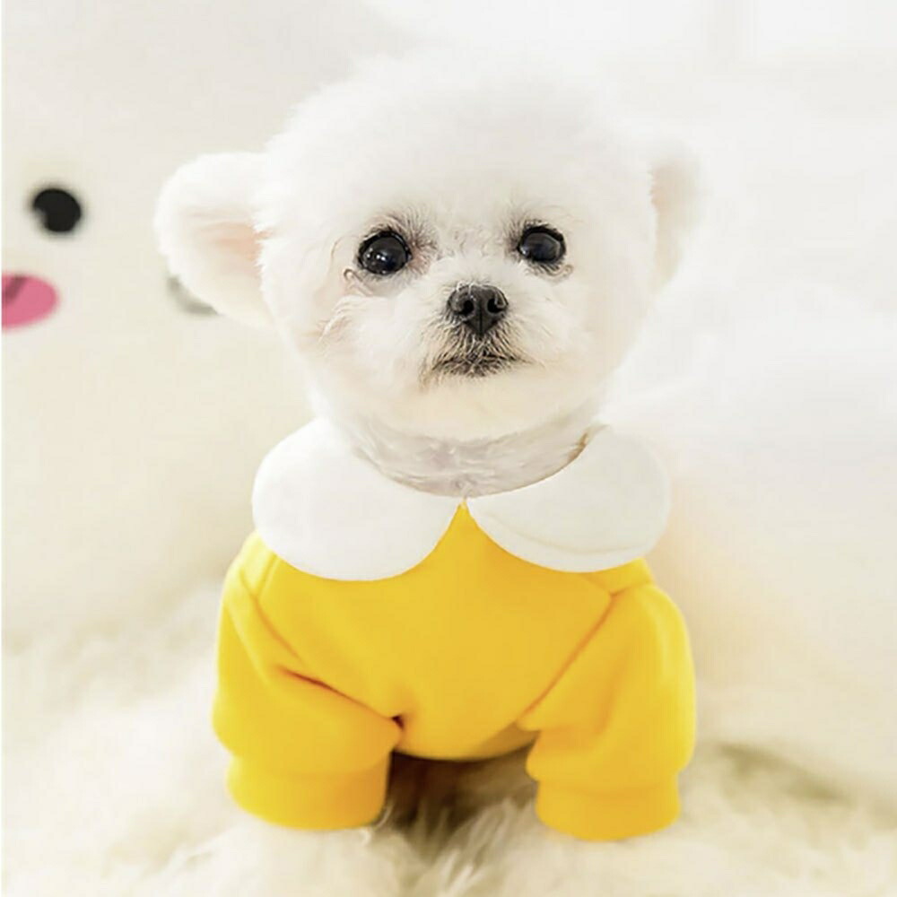 最適な価格 ペット 用 服 黄色 にんじん ウサギ M 人参 小型犬用 犬 猫 ミニサイズ わんちゃん用 猫ちゃん用 ドッグ 衣装 小型犬 おさんぽ おでかけ お出掛け おしゃれ コンパクト 愛犬とお散歩 旅行用 お出かけ 動物 アニマル Dog Whitesforracialequity Org