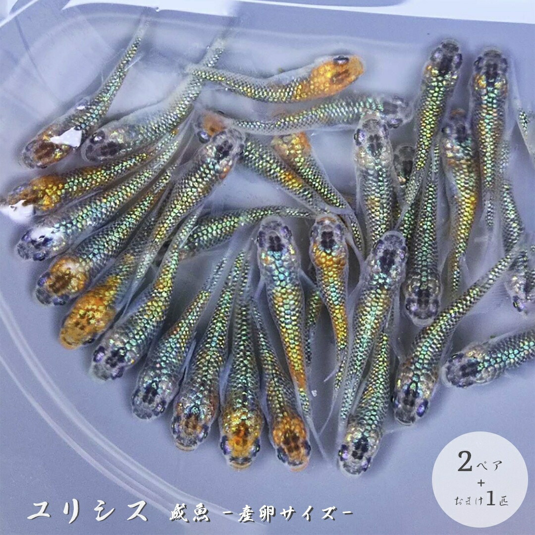 楽天市場】鯉 養殖 産卵床 産卵用 魚 繁殖ブラシ 5個セット 錦鯉 隠れ