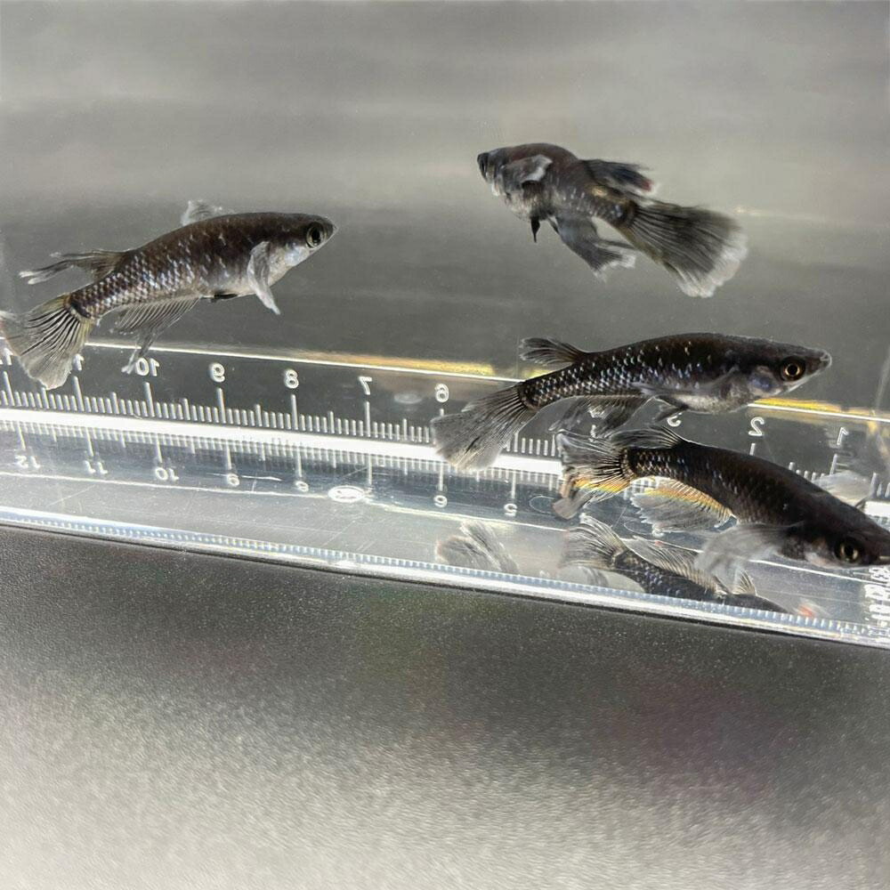 81 Off メダカ 卵 ブラックダイヤロングフィン 10個セット おまけ5個程度付属 松井ヒレ長 オロチラメ 泳ぐ宝石 超極上 タマゴ 魚 めだか 生体 繁殖 綺麗 お魚 ヒレ長 フィン 黒 ラメ 交配 固定率 水槽 お手入れ 厳選種 サタン オロチ ダイヤモンド アクアリウム 水族館