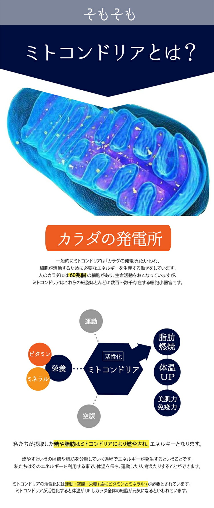 ミトコンドリアの話題 最新情報 Biglobeニュース