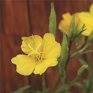 (生活の木)キャリアオイル有機イブニングプリムローズオイル(月見草オイル)　25ｍｌ 有機植物オイル