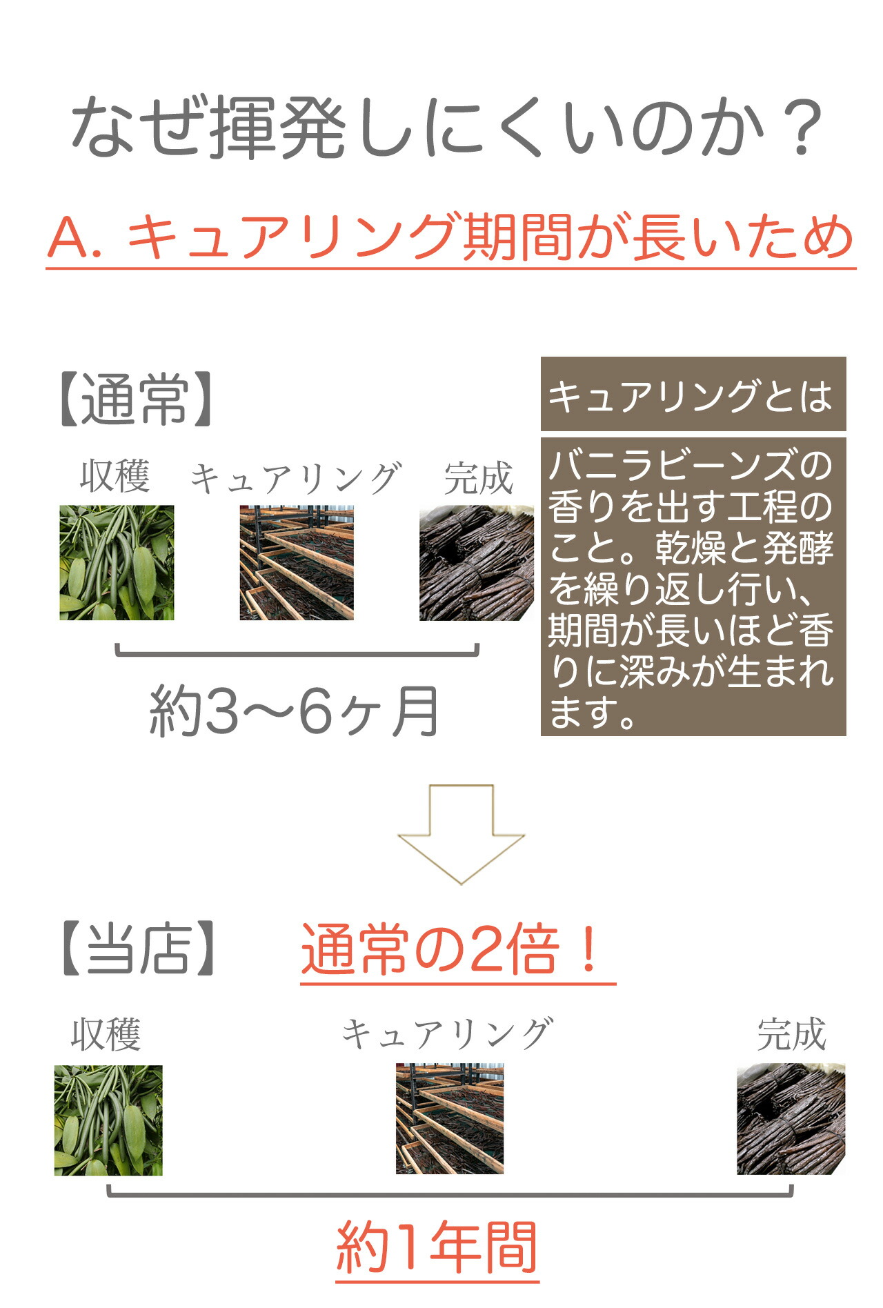 市場 7月19日まで 本数多いほど1本価格が安い バニラ ポイント2倍 Sグレード：15cm以上 インドネシア産 バニラビーンズ 10本