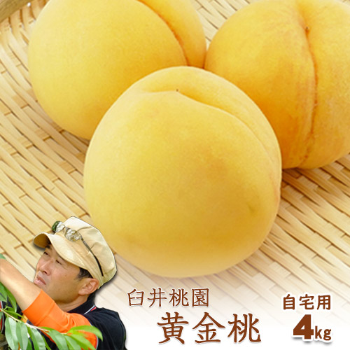 連休最終セール【黄金桃 10kg 約24-36個】 楽天市場】【8月下旬発送・先行早割】 山形県産 白桃 & 黄桃 訳
