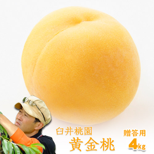 臼井桃園 黄金桃 進物用 4Kg 10～15玉 栽培園限定商品 送料無料 希少品のため収穫予定数量完売と同時に販売終了致します【早期ご予約受付中】｜味縁