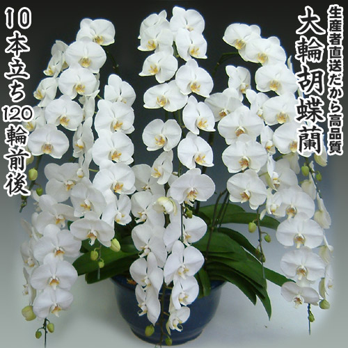 開店・開業・お礼・退職・移転・楽屋見舞い・結婚祝い・誕生日・記念日・ビジネス・お歳暮・福袋・景品・クリスマス・お悔みetc大輪胡蝶蘭10本立ち120輪前後｜味縁