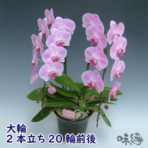 大輪胡蝶蘭2本立ち20輪前後 開店・開業・お礼・退職・移転・楽屋見舞い・結婚祝い・誕生日・記念日・ビジネス・お歳暮・福袋・景品・クリスマス・お悔みetc|味縁