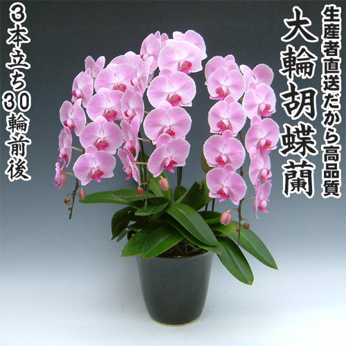 開店・開業・お礼・退職・移転・楽屋見舞い・結婚祝い・誕生日・記念日・ビジネス・お歳暮・福袋・景品・クリスマス・お悔みetc大輪胡蝶蘭3本立ち30輪前後|味縁