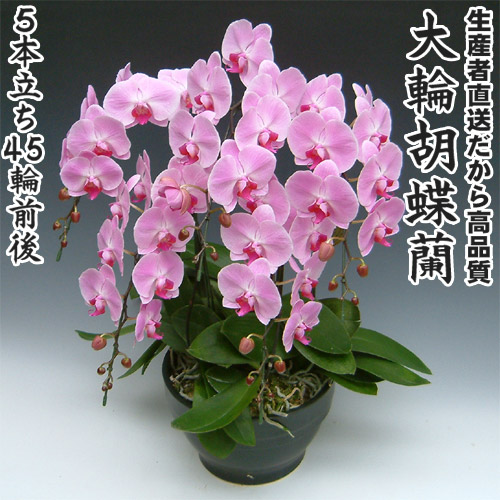 開店・開業・お礼・退職・移転・楽屋見舞い・結婚祝い・誕生日・記念日・ビジネス・お歳暮・福袋・景品・クリスマス・お悔みetc 大輪胡蝶蘭5本立ち45輪前後